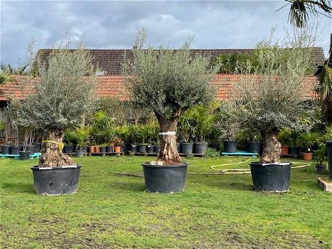 Nieuwe aanvoer olijfbomen, robuuste stam en volle kruin - 2