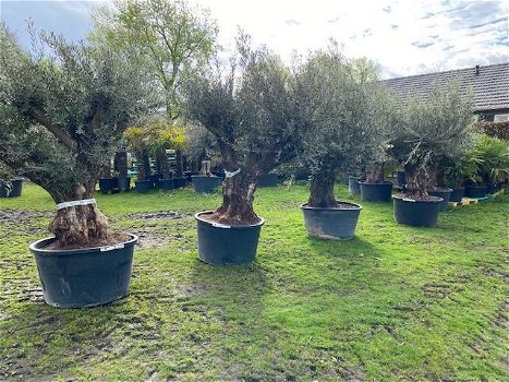 Nieuwe aanvoer olijfbomen, robuuste stam en volle kruin - 3