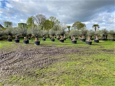 Prachtige oude olijfbomen olea europaea / bonsai/ Winterhard