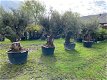 Prachtige oude olijfbomen olea europaea / bonsai/ Winterhard - 1 - Thumbnail