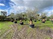 Prachtige oude olijfbomen olea europaea / bonsai/ Winterhard - 3 - Thumbnail