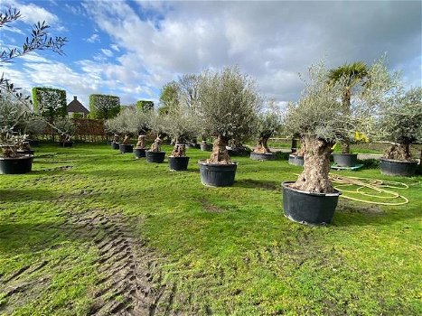 Prachtige oude olijfbomen olea europaea / bonsai/ Winterhard - 4