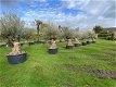 Prachtige oude olijfbomen olea europaea / bonsai/ Winterhard - 5 - Thumbnail