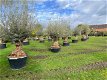 Prachtige oude olijfbomen olea europaea / bonsai/ Winterhard - 6 - Thumbnail