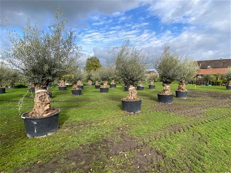 Prachtige oude olijfbomen olea europaea / bonsai/ Winterhard - 7