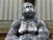 gorilla , kado - 0 - Thumbnail
