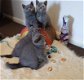 Prachtige Britse korthaar kittens ❤️ - 0 - Thumbnail