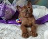 Mooie burmese kittens - 4 - Thumbnail
