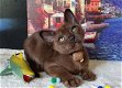 Mooie burmese kittens - 2 - Thumbnail