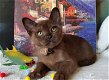 Mooie burmese kittens - 1 - Thumbnail