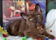 Mooie burmese kittens - 0 - Thumbnail