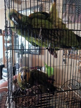 Te koop 2 pratende Braziliaanse groenstaarten papegaaien voor 500 euro - 0