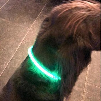 USB oplaadbare led verlichtingsbuis voor de hond - 2