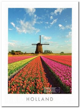 Ansichtkaart: Tulpenveld met molen - 0