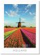 Ansichtkaart: Tulpenveld met molen - 0 - Thumbnail