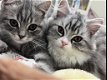 Britse lang/kortharige kittens - 3 - Thumbnail