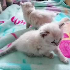 Ragdoll kittens beschikbaar