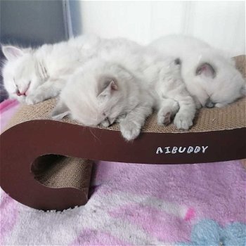 Ragdoll kittens beschikbaar - 1