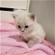 Ragdoll kittens beschikbaar - 3 - Thumbnail