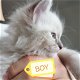 Ragdoll kittens beschikbaar - 5 - Thumbnail