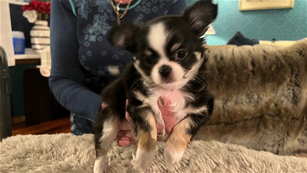 Prachtige Chihuahua pup klaar voor een nieuw huis. D - 0