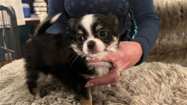 Prachtige Chihuahua pup klaar voor een nieuw huis. D - 1