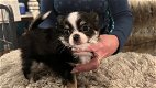 Prachtige Chihuahua pup klaar voor een nieuw huis. D - 1 - Thumbnail