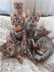 Mooi Bengaal kittens