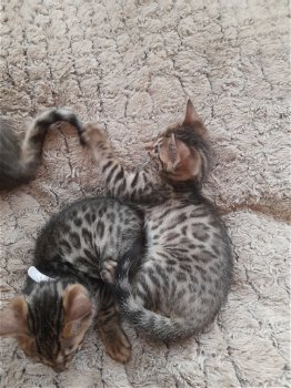 Mooi Bengaal kittens - 1