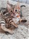 Mooi Bengaal kittens - 2 - Thumbnail