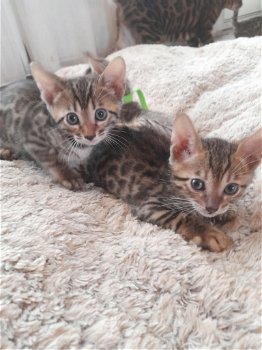 Mooi Bengaal kittens - 3