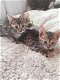 Mooi Bengaal kittens - 3 - Thumbnail