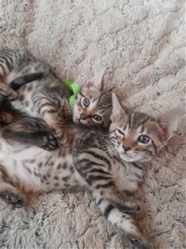 Mooi Bengaal kittens - 4