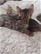 Mooi Bengaal kittens - 6 - Thumbnail