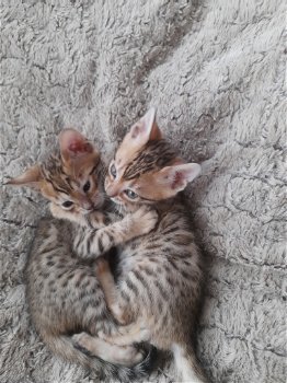 Mooi Bengaal kittens - 5