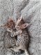 Mooi Bengaal kittens - 5 - Thumbnail