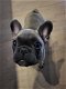 Lieve Franse bulldog puppys - 0 - Thumbnail