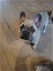 Lieve Franse bulldog puppys - 2 - Thumbnail