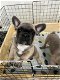 Lieve Franse bulldog puppys - 5 - Thumbnail