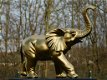 olifant , sjors - 3 - Thumbnail