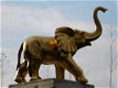 olifant , sjors - 7 - Thumbnail