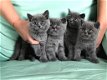 Britse korthaar kitten 3maanden - 0 - Thumbnail