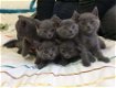 Britse korthaar kitten 3maanden - 1 - Thumbnail