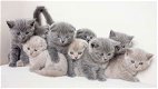 Britse korthaar kitten 3maanden - 2 - Thumbnail