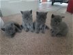 Britse korthaar kitten 3maanden - 3 - Thumbnail