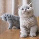 Britse korthaar kitten 3maanden - 6 - Thumbnail