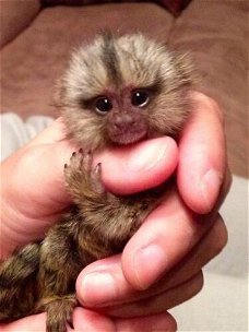 Schattige Marmoset-apen te koop