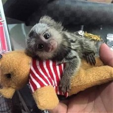 Leuke Marmoset-apen beschikbaar voor verkoop