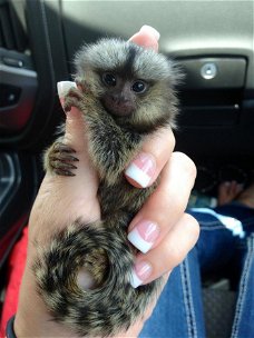 Gezonde marmoset-apen beschikbaar