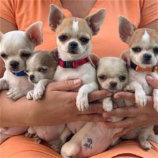 mooie Chihuahua puppies